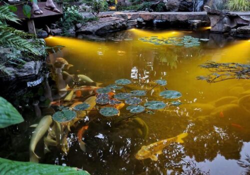 Koi pond at night. Feet dangling over a deck. koi swimming below