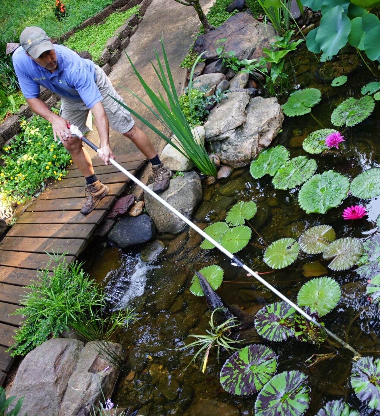 Trimming Water Lily