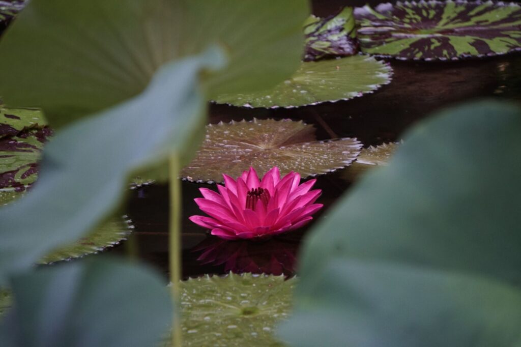 Night blooming water lily