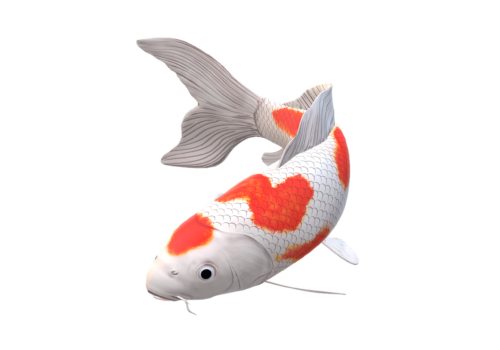 koi