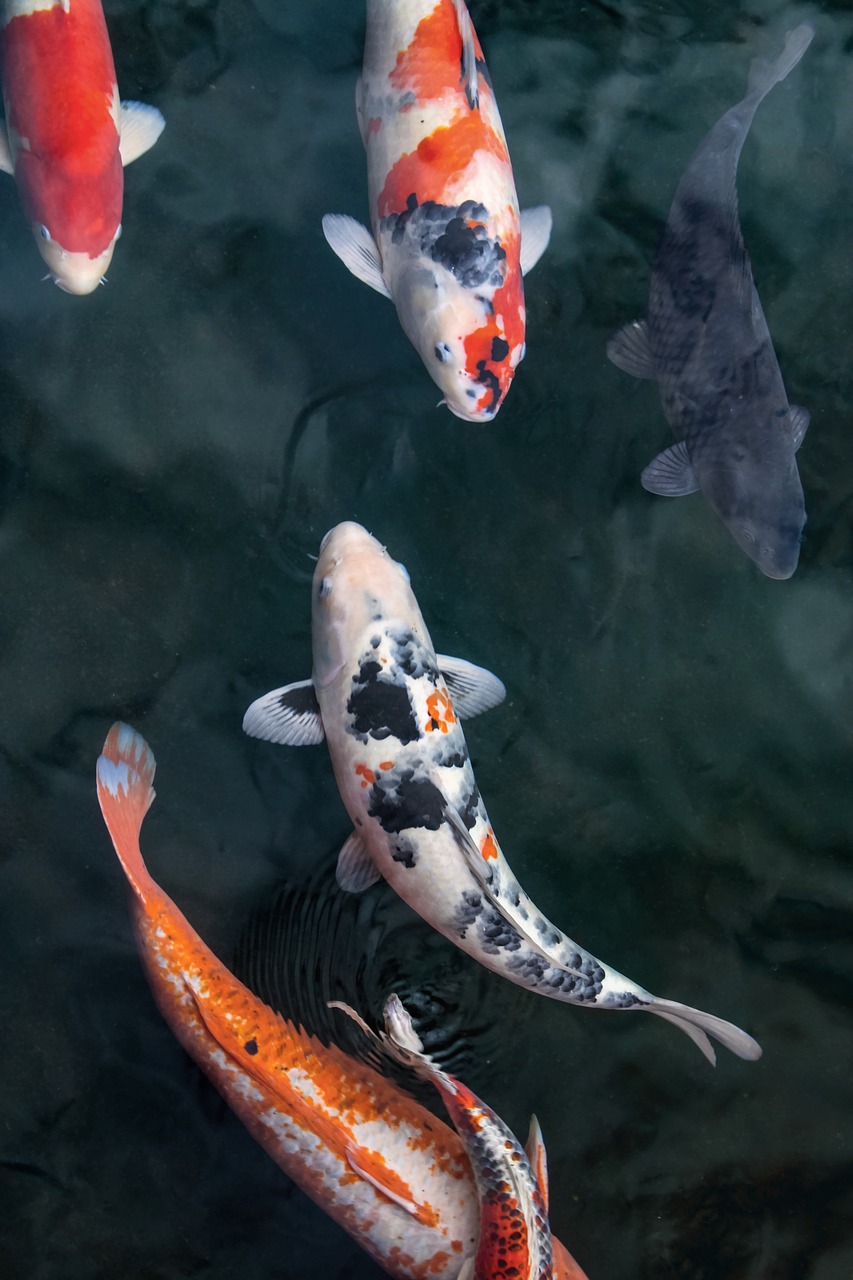 Fish Treadmill Jet Systems for Koi Ponds in Charlotte | Fish Treadmills to Keep Your ...