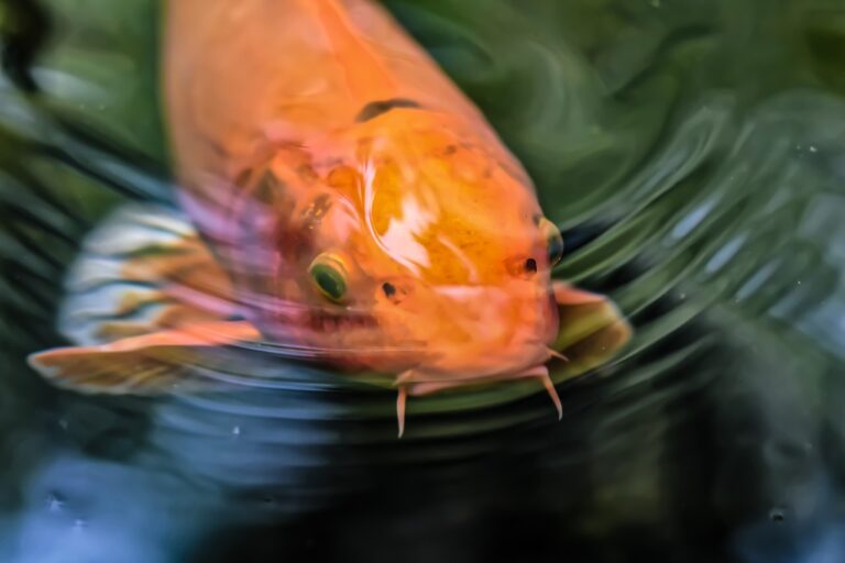Fish Treadmill Jet Systems for Koi Ponds in Charlotte | Fish Treadmills to Keep Your ...