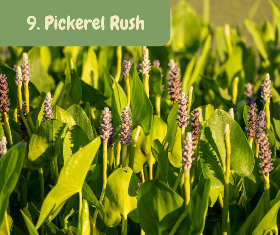 Pickerel Rush