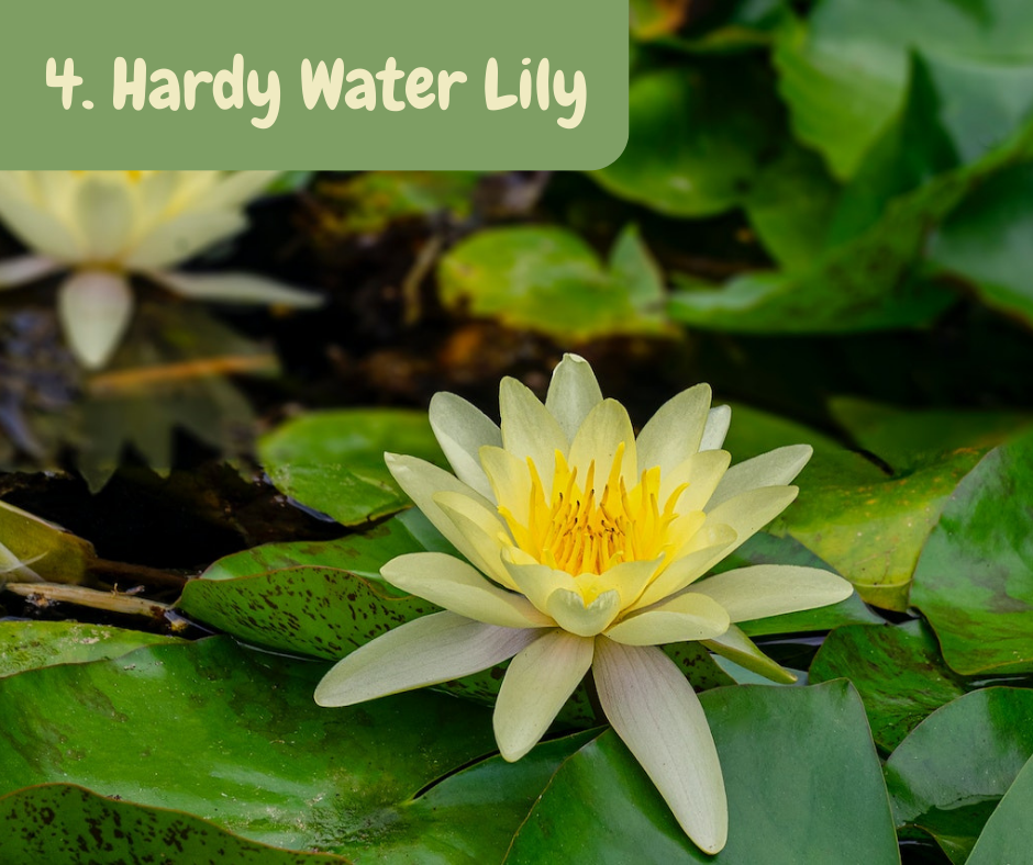Hardy Water lily