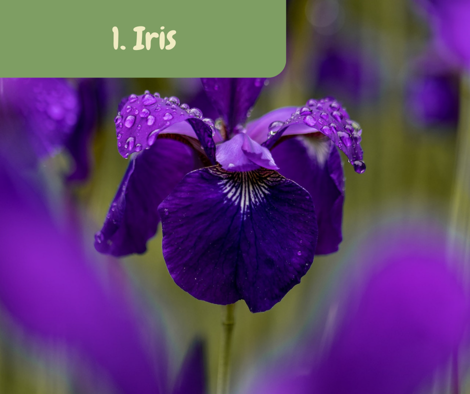 Iris Pond Plant