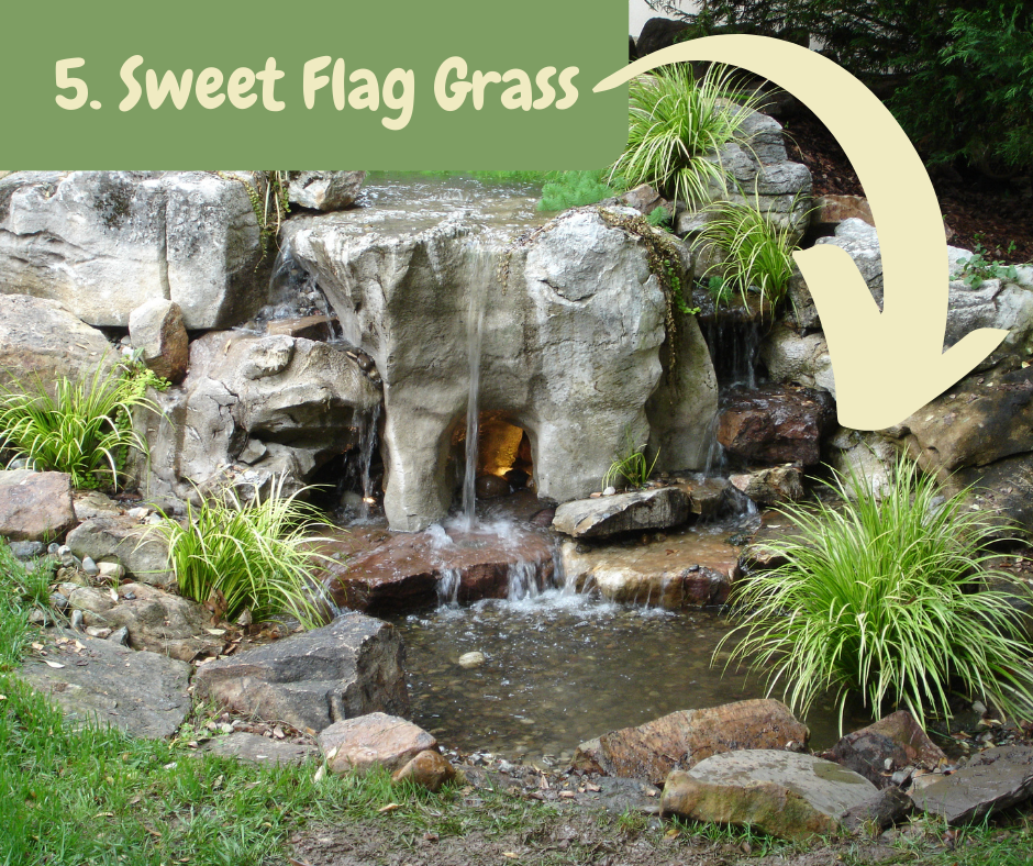 Sweet Flag Grass 