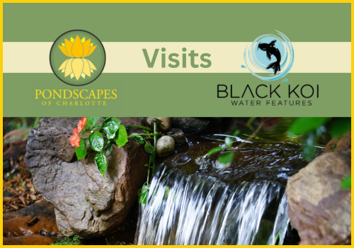 Pondscapes of Charlotte Visits Black Koi Water Features