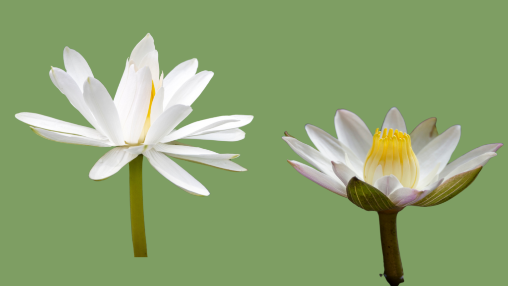 the white lotus (Nymphaea lotus)