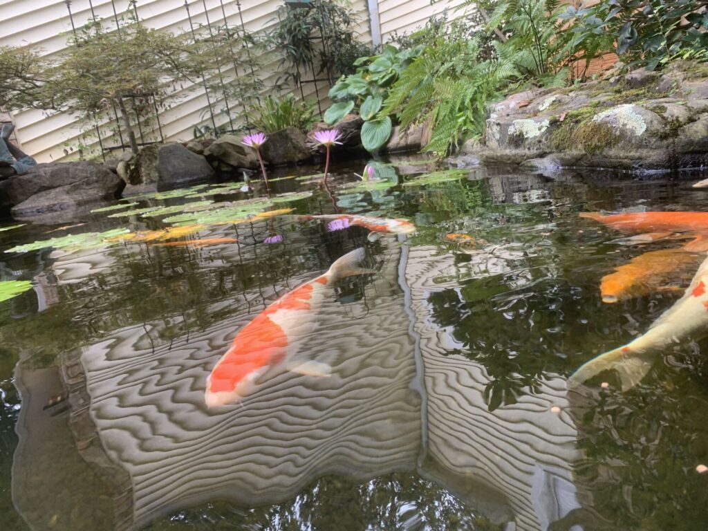 Koi pond located in Charlotte, NC