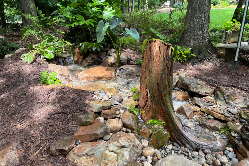 Pondless Waterfall With Cedar Stump