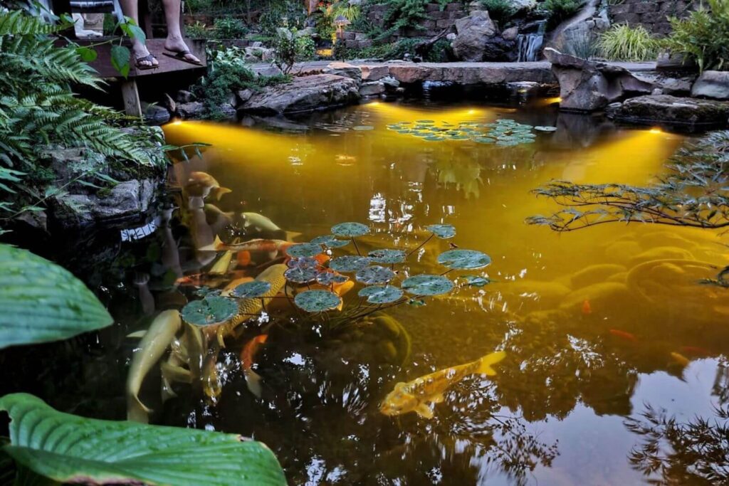 Dusk view of a koi pond in Weddington NC with underwater lights, a stone bridge, a waterfall in the background, and legs dangling from a porch overhanging the water