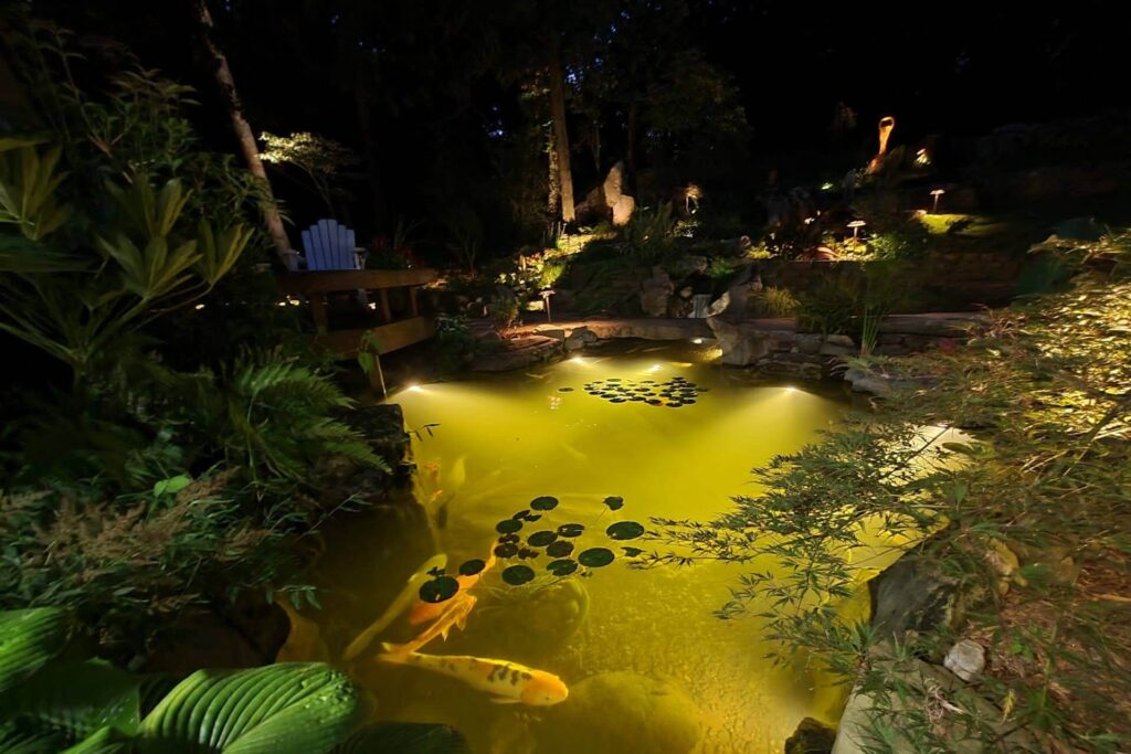 Colorful koi fish swimming in a fully lit backyard pond in Charlotte, NC, designed and illuminated by Pondscapes of Charlotte.