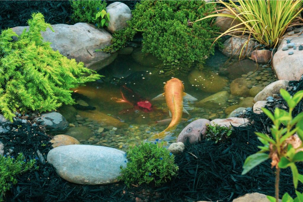 Koi feeding in small pond connected to larger pond by tunnel, designed by expert pond contractors in Charlotte North Carolina