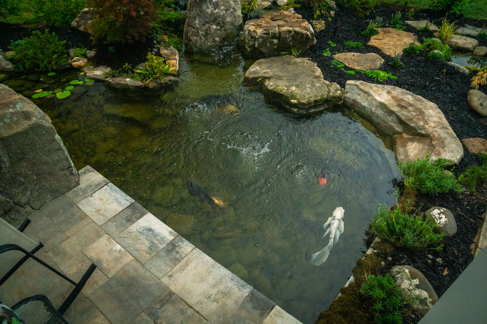Colorful koi fish swimming in luxury backyard pond with crystal clear water and natural stone features in Charlotte NC