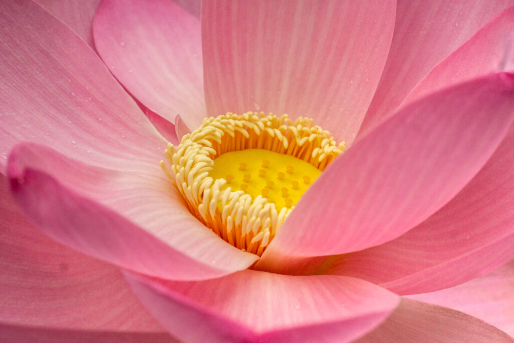 Pink lotus flower in full bloom in Charlotte backyard pond with natural water feature landscaping