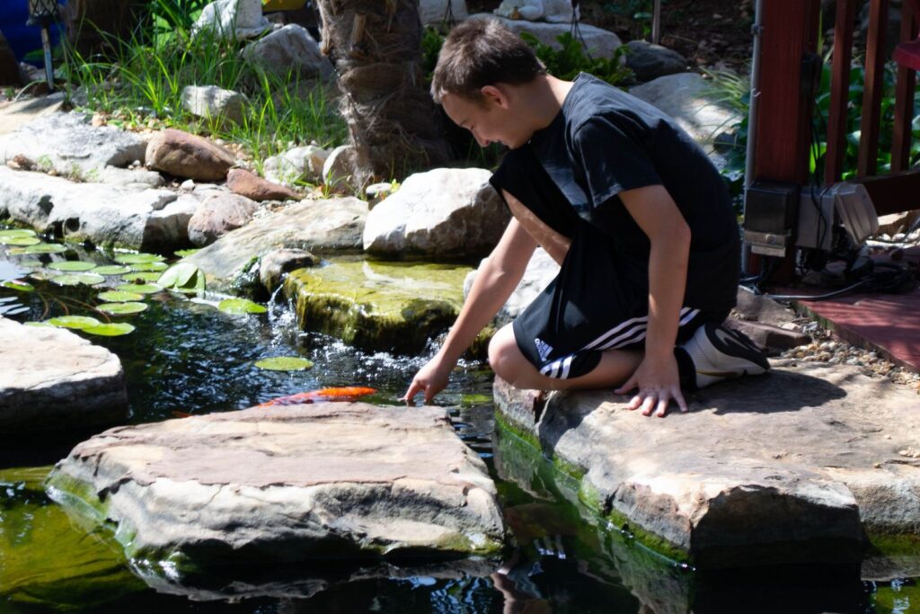 Young boy interacting with koi fish in backyard pond in Charlotte, NC