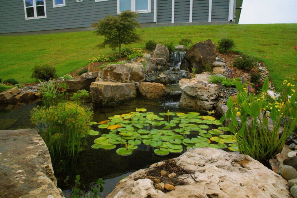 Charlotte NC Custom Backyard Pond with Aquatic Landscaping