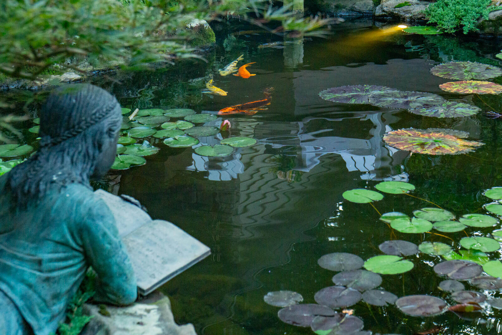 Colorful koi fish swimming toward camera in crystal clear pond water installed by Pondscapes of Charlotte