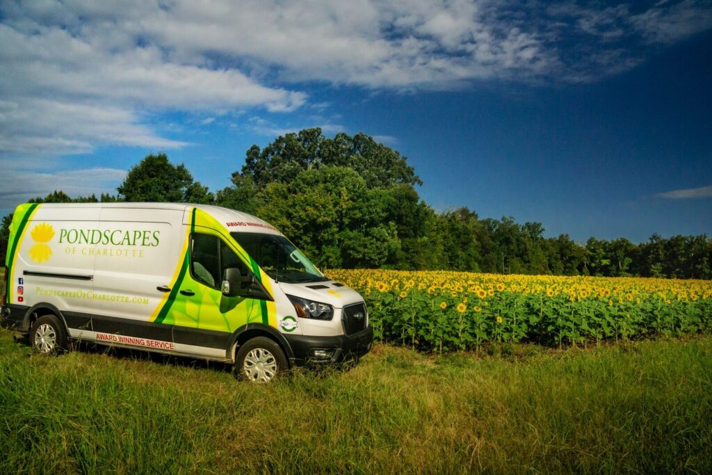 Pondscapes of Charlotte van beside sunflower field in Wesley Chapel NC - natural ecosystem ponds, pondless waterfalls, and custom water features