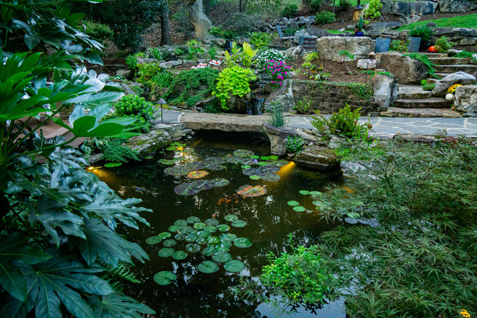 Natural water garden with aquatic plants and pond ecosystem installed by Pondscapes of Charlotte in North Carolina