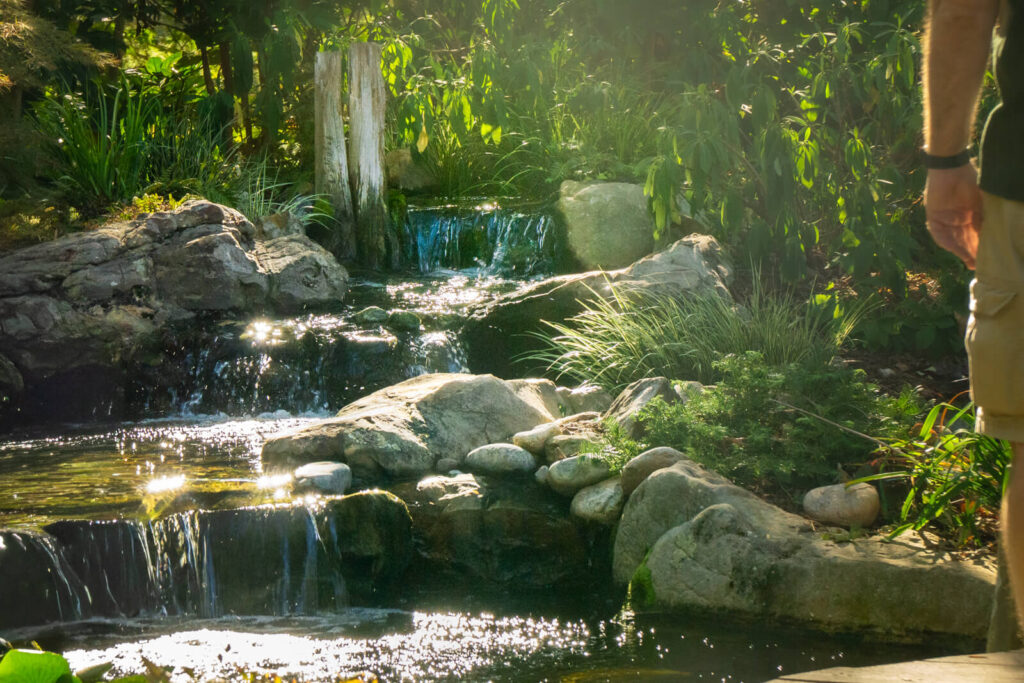 Natural stone waterfall flowing into koi pond with cascading water and sunlight in Charlotte NC backyard by Porfessional Pond Builders