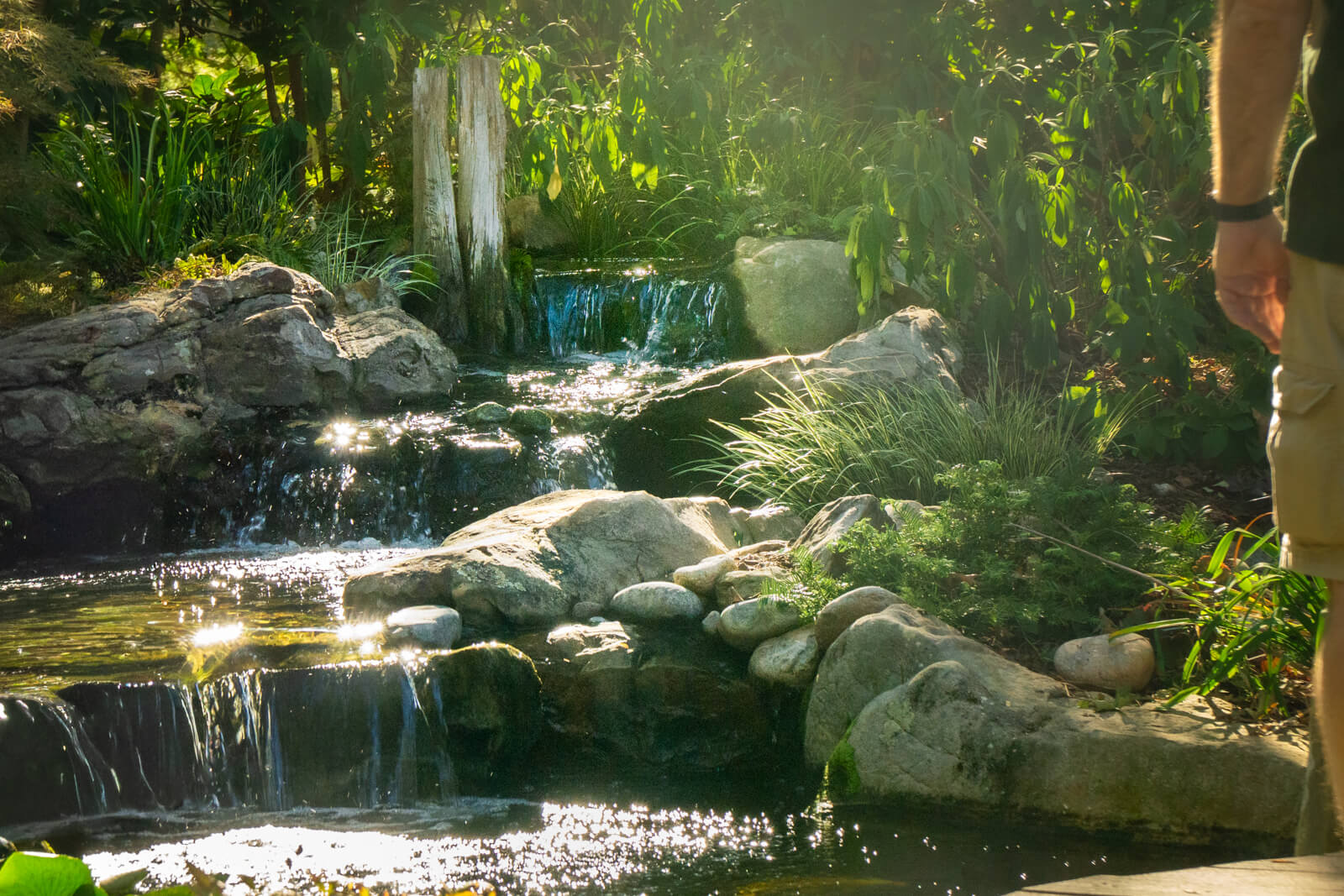 Natural stone waterfall flowing into koi pond with cascading water and sunlight in Charlotte NC backyard by Porfessional Pond Builders