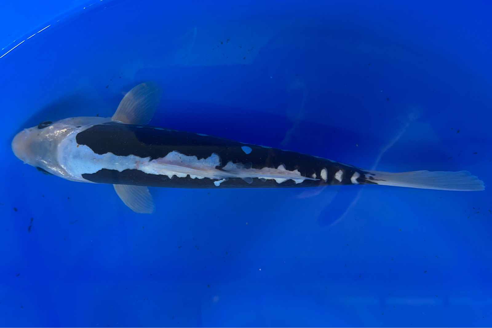A striking Kumonryu koi swimming in a pond in Charlotte, North Carolina, showcasing its unique black and white pattern.