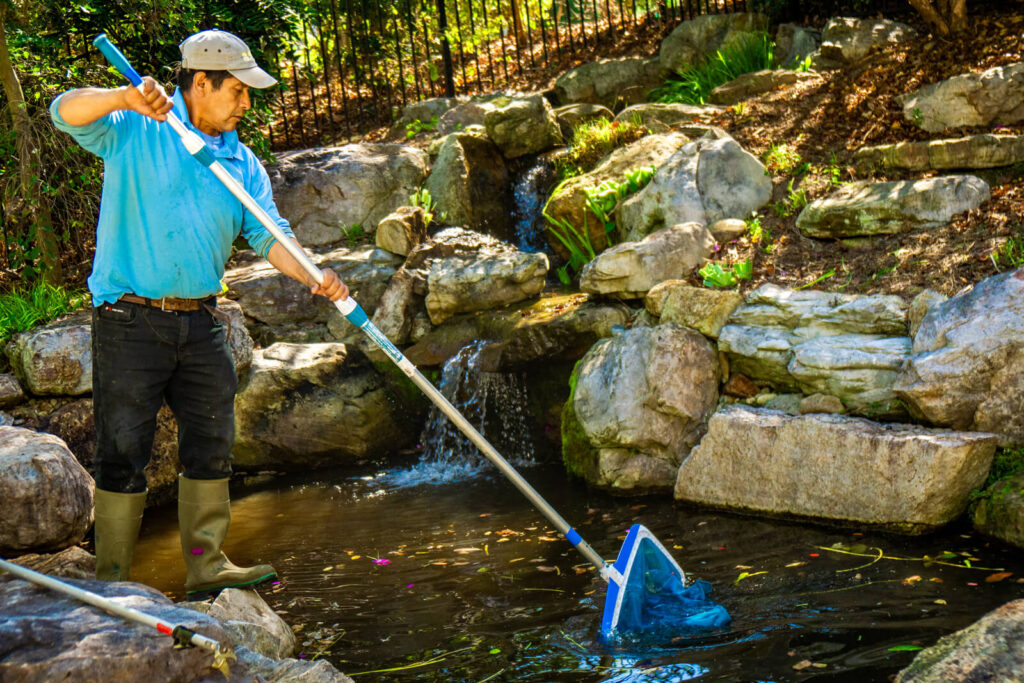 Pond technician removing leaves and debris with skimmer net during pond maintenance in Charlotte NC