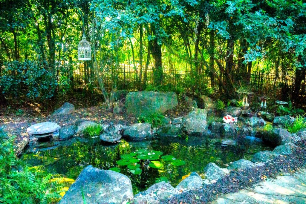 Koi pond with biological filtration and water lilies in South Park Charlotte NC