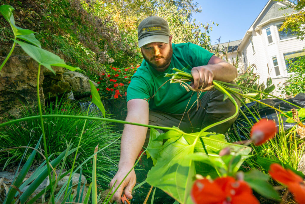 Pond technician trimming aquatic plants during backyard pond maintenance service in Charlotte NC