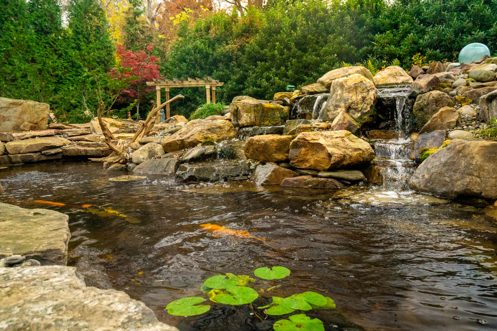 Koi pond with pond plants and cascading waterfall Charlotte, NC