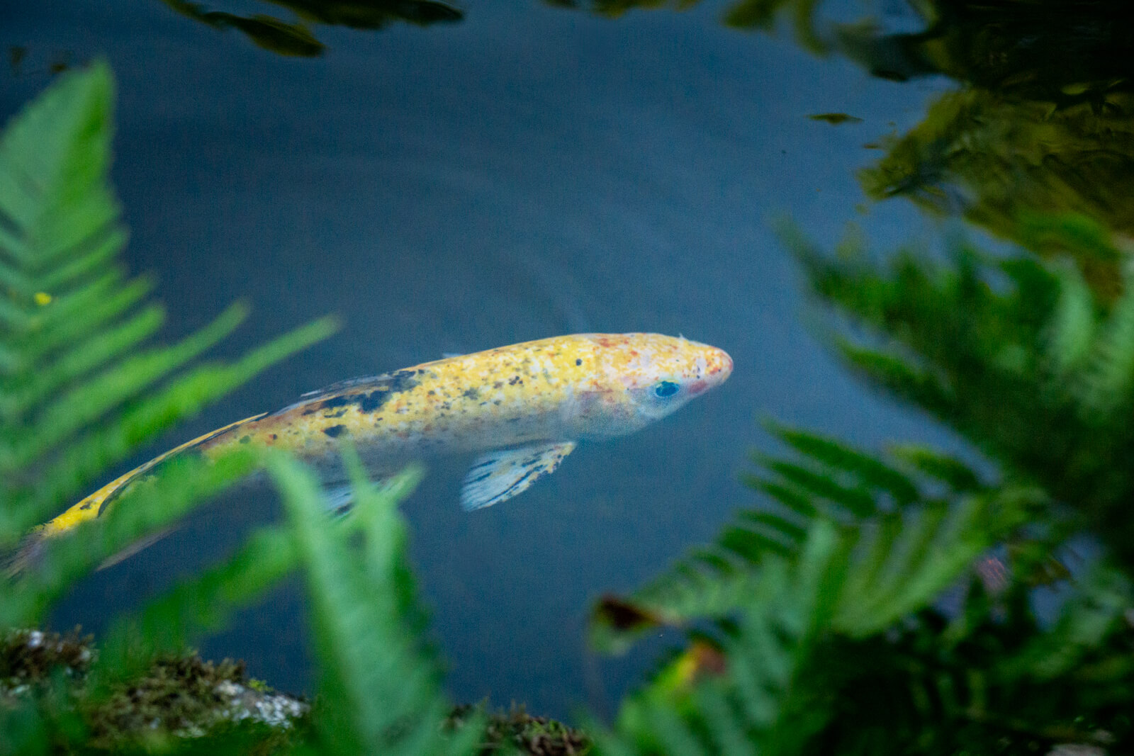Colorful koi fish swimming in backyard pond in Wesley Chapel NC