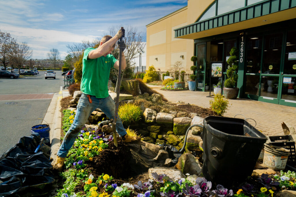 Digging a hole for skimmer installation at Pike Nurseries during pond renovation