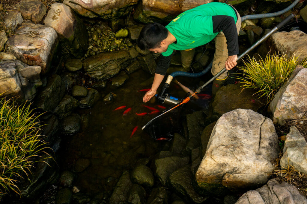Kael Higgins catching goldfish during pond clean out at Pike Nurseries in Ballantyne