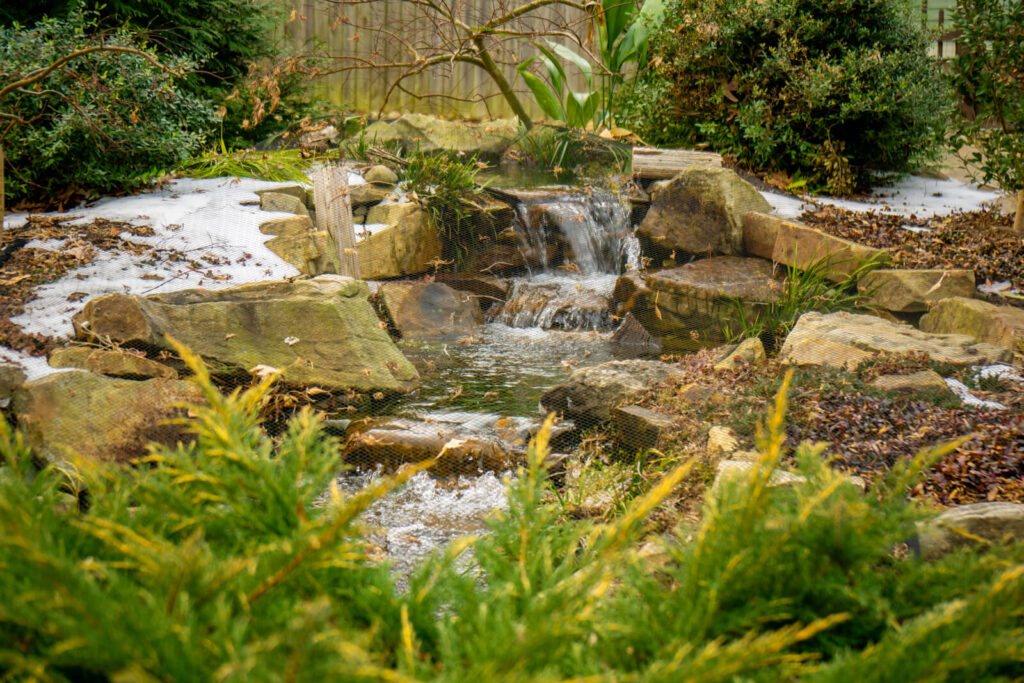 Backyard pond with waterfall and protective netting during winter season