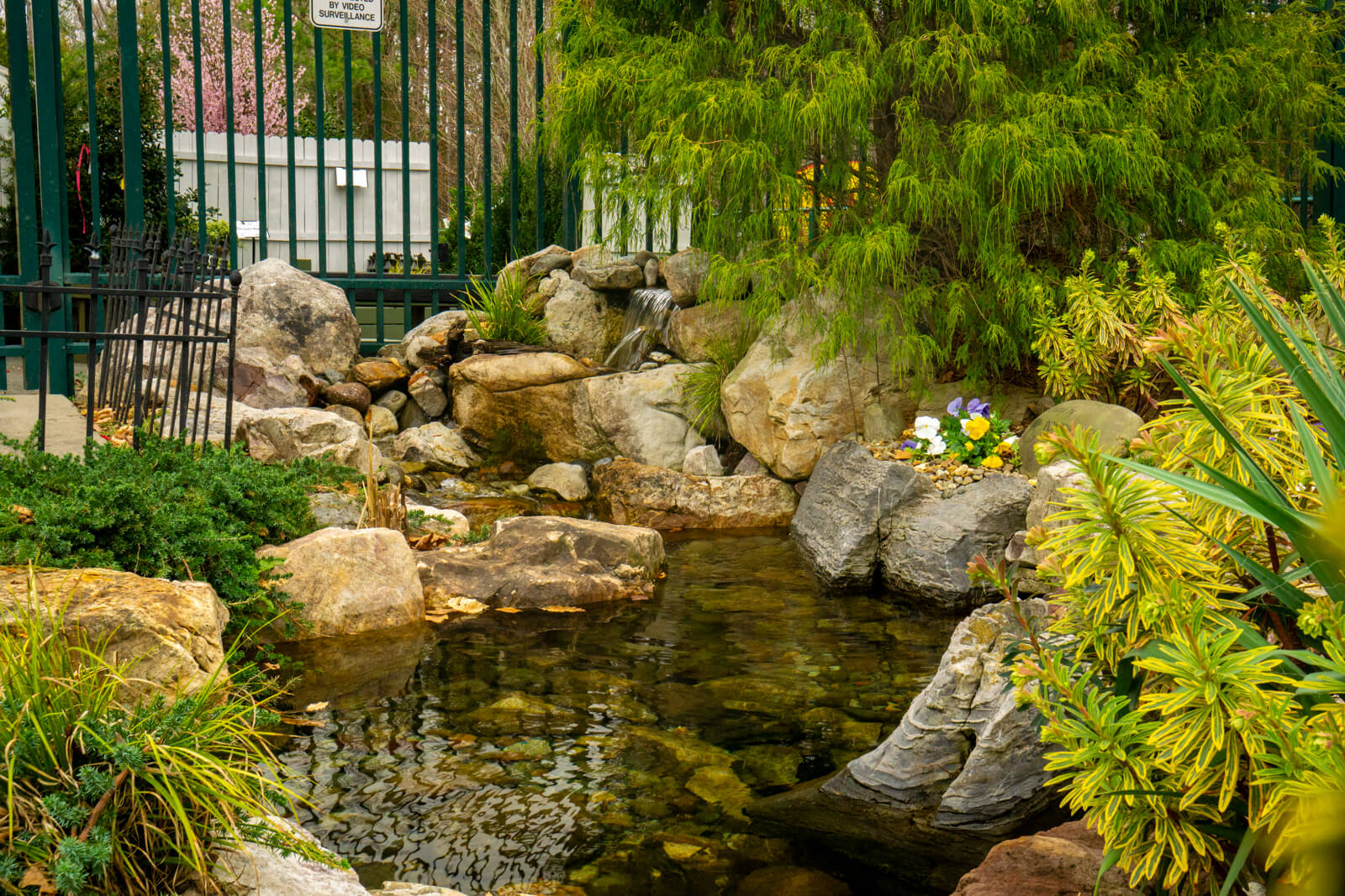 Natural ecosystem pond with waterfall and aquatic plants at Pike Nurseries Matthews, NC