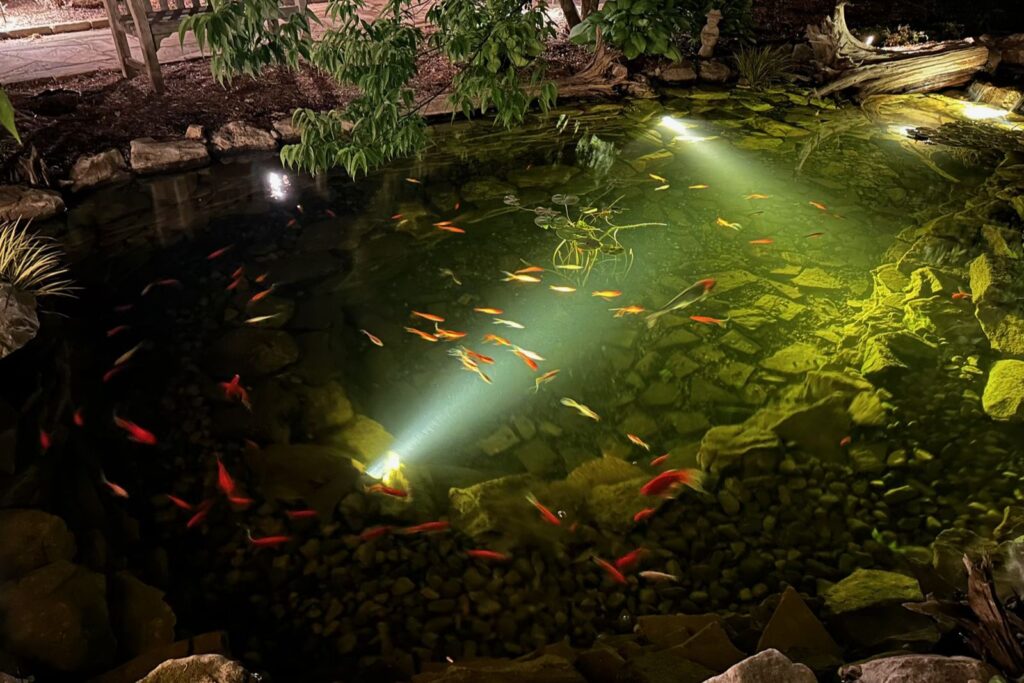 Pond with tiny gold fish at night