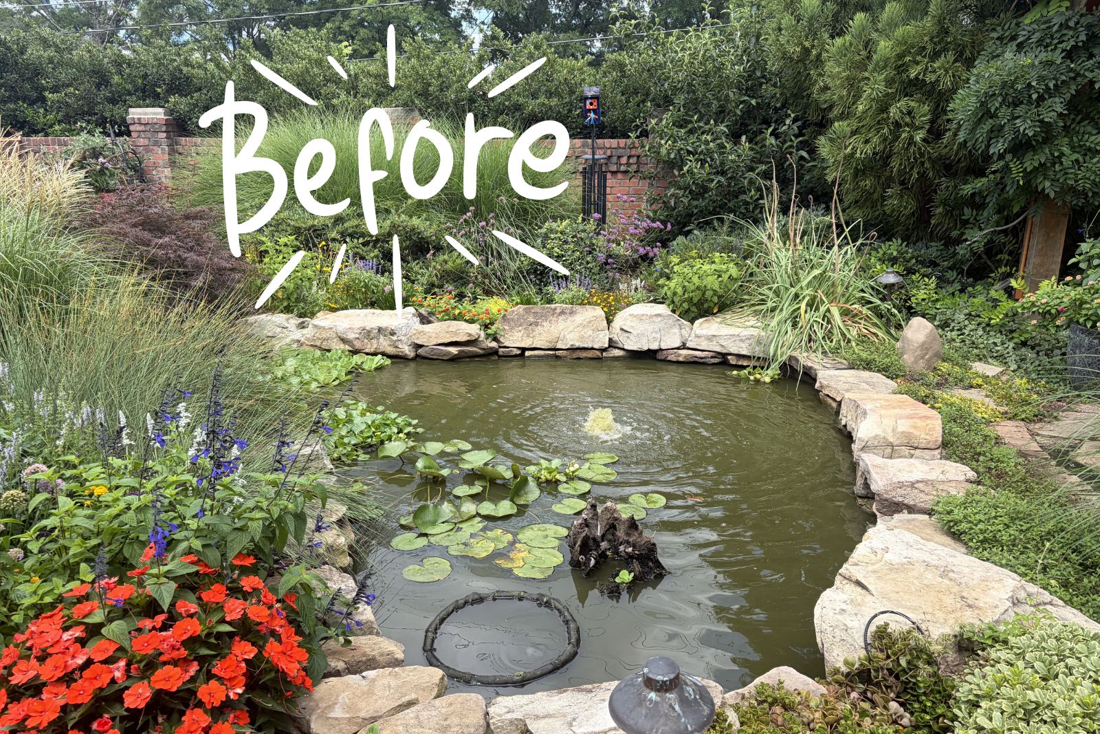 before photo of green pond with no filtration