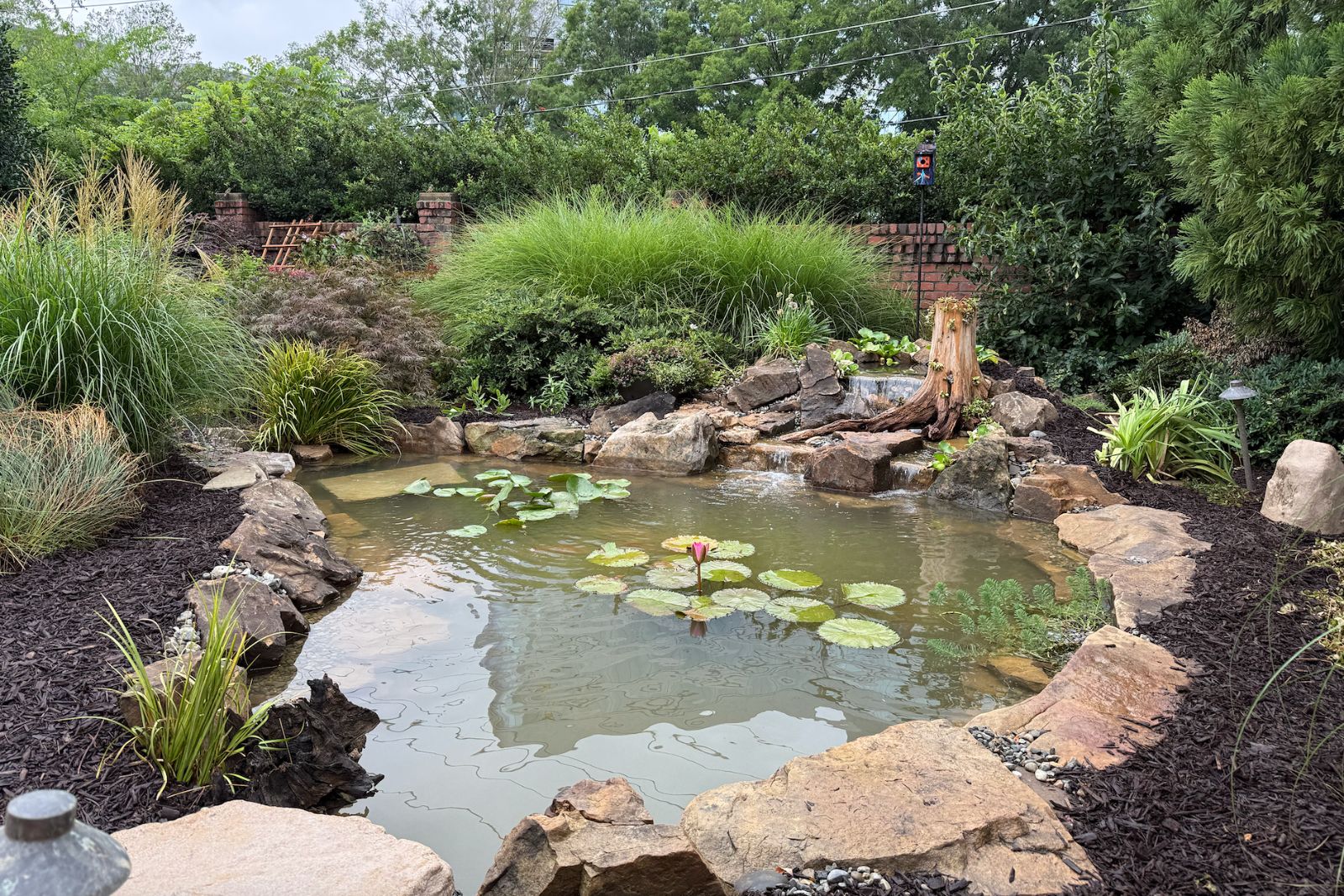 pond with water lilies