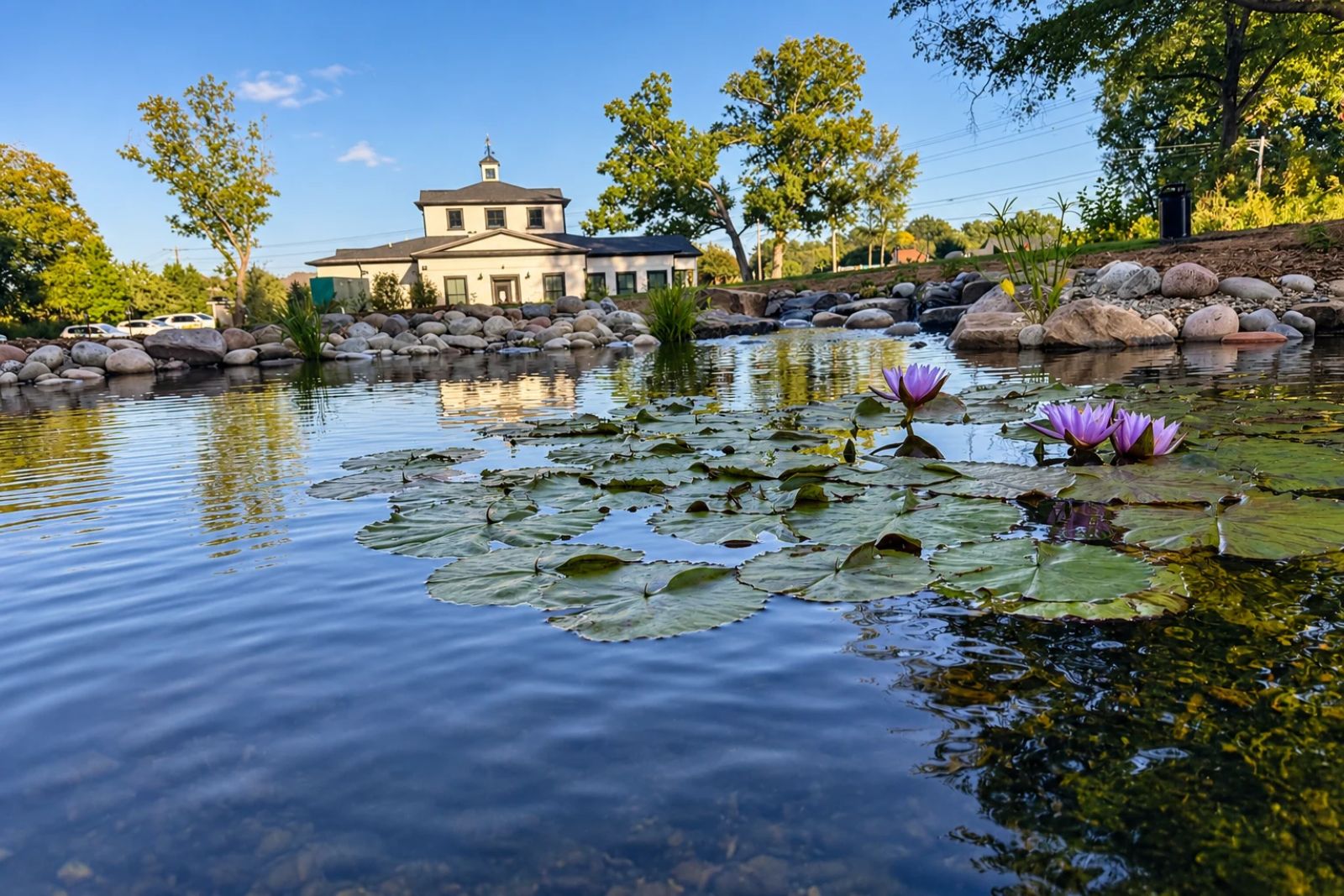 Water lilies blooming at Houston Ross park pond in Marvin, NC